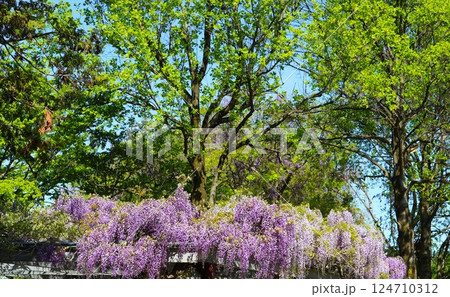 春の公園　爽やかな新緑と藤の花　 124710312