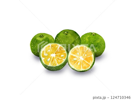 複数のシークヮーサー　手描き水彩イラスト 124710346