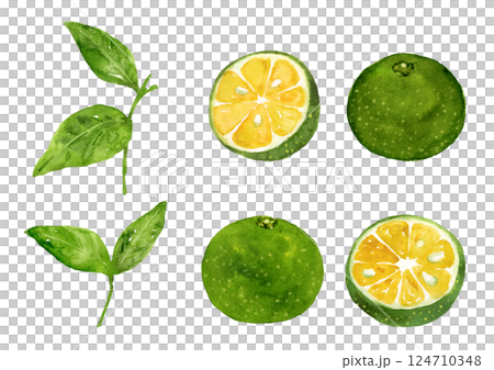 Shikuwasa 和葉子手繪水彩插圖 Shikuwasa 和葉子手繪水彩插圖 124710348