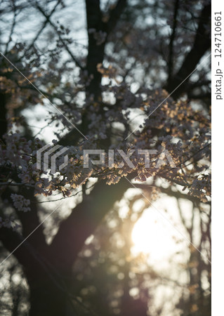 春の日差しを浴びる桜 124710661