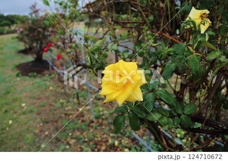 荒尾市　おもやい市民花壇　バラの花、 124710672