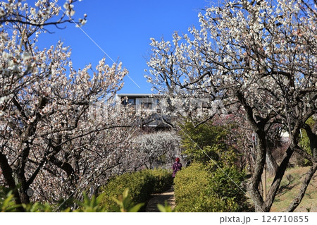 世田谷区羽根木公園の梅林風景 124710855