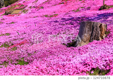北海道滝上町、日本一の芝桜の群落が夢の世界へと誘う、芝ざくら滝上公園【5月】 124710878