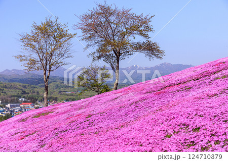 北海道滝上町、日本一の芝桜の群落が夢の世界へと誘う、芝ざくら滝上公園【5月】 124710879
