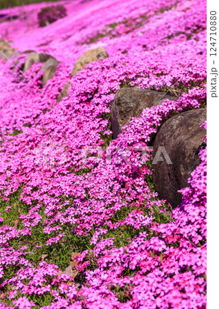 北海道滝上町、日本一の芝桜の群落が夢の世界へと誘う、芝ざくら滝上公園【5月】 北海道滝上町、日本一の芝桜の群落が夢の世界へと誘う、芝ざくら滝上公園【5月】 124710880