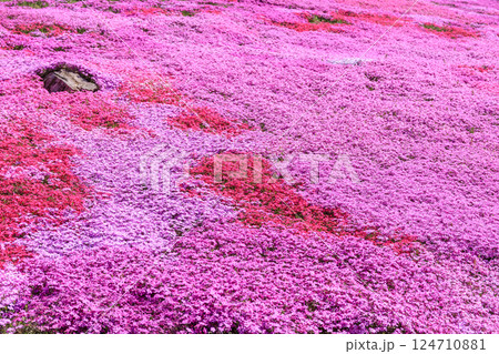 北海道滝上町、日本一の芝桜の群落が夢の世界へと誘う、芝ざくら滝上公園【5月】 北海道滝上町、日本一の芝桜の群落が夢の世界へと誘う、芝ざくら滝上公園【5月】 124710881