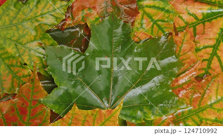 A Stunning Composition Featuring Autumn Leaves Alongside a Fresh Green Maple Leaf A Stunning Composition Featuring Autumn Leaves Alongside a Fresh Green Maple Leaf 124710992