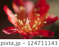 Rebutia minuscula cactus flower close up shot 124711143