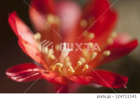 Rebutia minuscula cactus flower close up shot 124711143