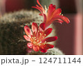 Rebutia minuscula cactus flower close up shot 124711144