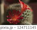 Rebutia minuscula cactus flower close up shot 124711145