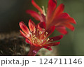Rebutia minuscula cactus flower close up shot 124711146