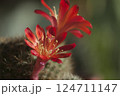 Rebutia minuscula cactus flower close up shot 124711147