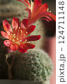Rebutia minuscula cactus flower close up shot 124711148
