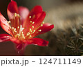Rebutia minuscula cactus flower close up shot 124711149