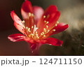 Rebutia minuscula cactus flower close up shot 124711150