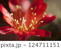 Rebutia minuscula cactus flower close up shot 124711151