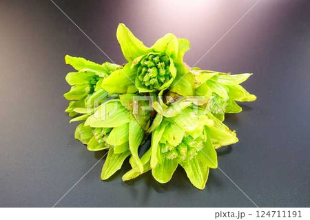 フキノトウ　ふきのとう　蕗の薹 124711191