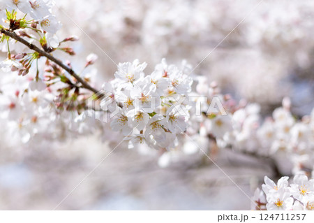 桜 桜 124711257