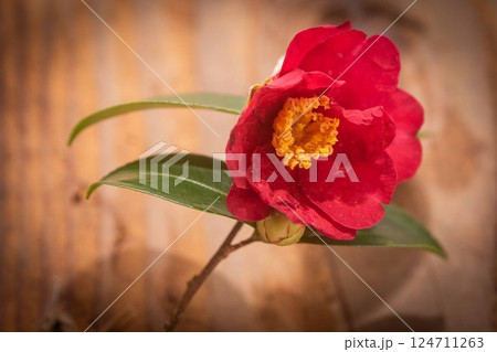 ヤブツバキの花 124711263