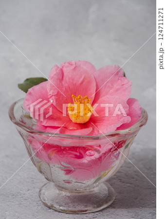 一輪の山茶花 124711271