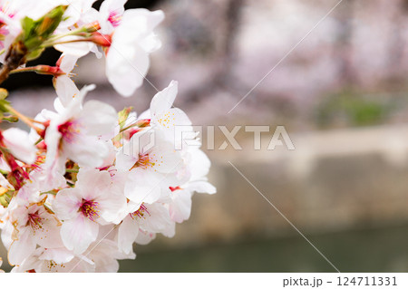 穏やかな雰囲気の桜の花 穏やかな雰囲気の桜の花 124711331