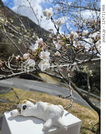 お昼寝シーズーと桜の木 124711466