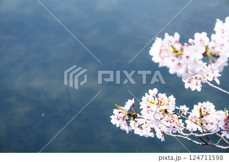 穏やかな川岸に咲く桜の花 穏やかな川岸に咲く桜の花 124711598