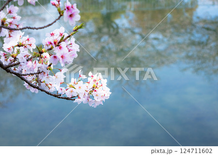 穏やかな雰囲気の桜の花とコピースペース 穏やかな雰囲気の桜の花とコピースペース 124711602