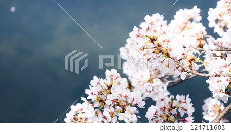 穏やかな雰囲気の桜の花とコピースペース 穏やかな雰囲気の桜の花とコピースペース 124711603