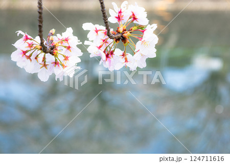 静かな雰囲気の河岸に咲く桜の花 静かな雰囲気の河岸に咲く桜の花 124711616