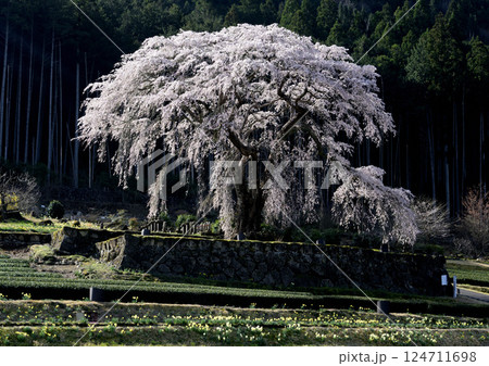 朝日を浴びた枝垂れ桜 124711698