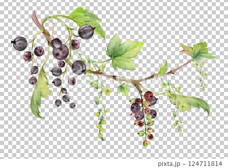 Currant gooseberry with green leaves, long flower clusters, garden berry hanging on branches. Isolated illustration hand drawn in watercolor. Craft eco cosmetics, aroma candles, jam jar food labels Currant gooseberry with green leaves, long flower clusters, garden berry hanging on branches. Isolated illustration hand drawn in watercolor. Craft eco cosmetics, aroma candles, jam jar food labels 124711814