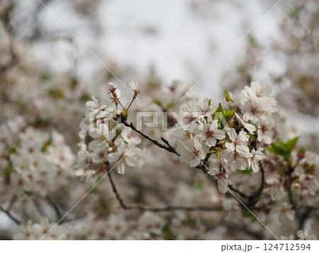 白い桜 白い桜 124712594