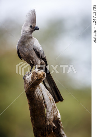 Grey go away bird in Greater Kruger National park, South Africa Grey go away bird in Greater Kruger National park, South Africa 124712708