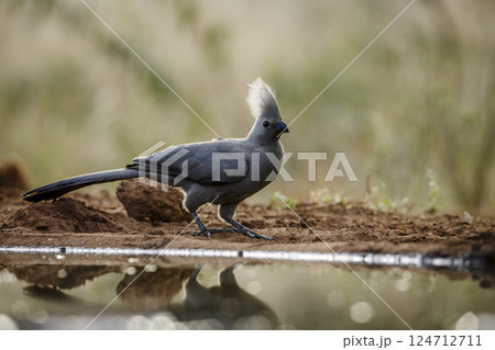 Grey go away bird in Greater Kruger National park, South Africa 124712711