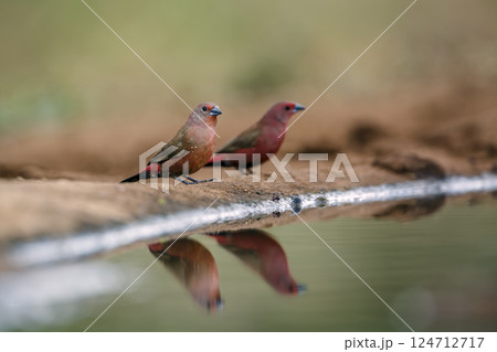 Jameson Firefinch in Greater Kruger National park, South Africa 124712717