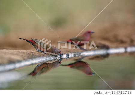 Jameson Firefinch in Greater Kruger National park, South Africa Jameson Firefinch in Greater Kruger National park, South Africa 124712718