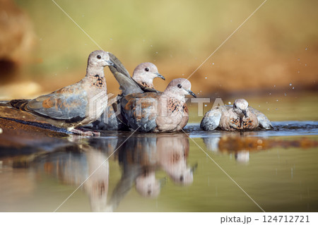 Laughing Dove in Greater Kruger National park, South Africa 124712721