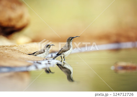 Mariqua Sunbird in Greater Kruger National park, South Africa 124712726