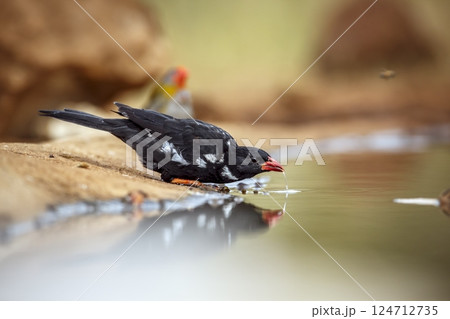 Red billed Buffalo Weaver in Greater Kruger National park, South Africa Red billed Buffalo Weaver in Greater Kruger National park, South Africa 124712735