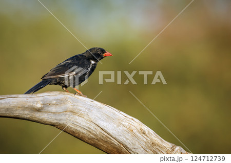 Red billed Buffalo Weaver in Greater Kruger National park, South Africa 124712739