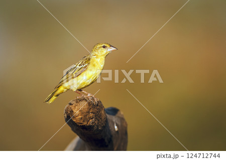 Village weaver in Greater Kruger National park, South Africa Village weaver in Greater Kruger National park, South Africa 124712744