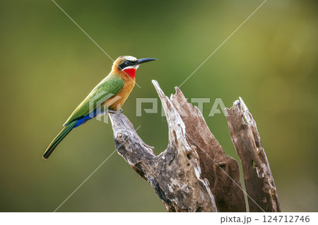 White fronted Bee eater in Greater Kruger National park, South Africa White fronted Bee eater in Greater Kruger National park, South Africa 124712746