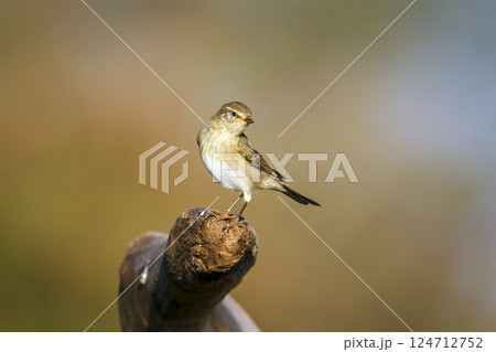 Willow Warbler in Greater Kruger National park, South Africa 124712752