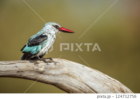 Woodland kingfisher in Greater Kruger National park, South Africa 124712756