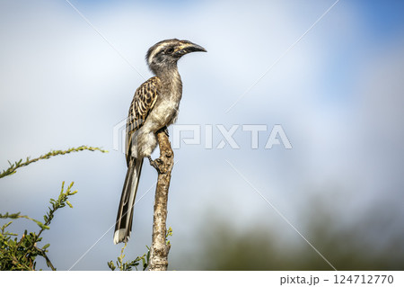 African Grey Hornbill in Greater Kruger National park, South Africa 124712770