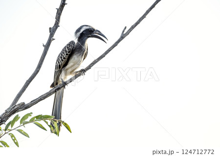 African Grey Hornbill in Greater Kruger National park, South Africa 124712772