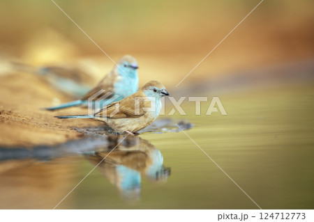Blue breasted Cordonbleu in Greater Kruger National park, South Africa 124712773