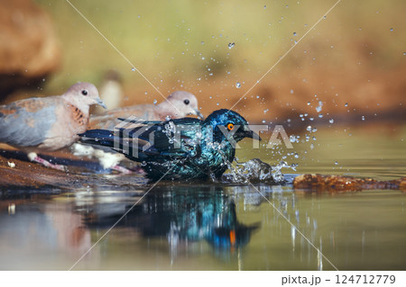 Cape Glossy Starling in Greater Kruger National park, South Africa Cape Glossy Starling in Greater Kruger National park, South Africa 124712779